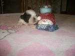 Dogs Shih-tzu